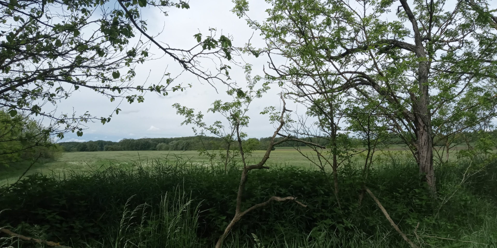 Ha sima terepre vágysz, vagy sárkányt reptetnél, kimész a kert végébe.